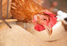 New ICCF publications on feed ingredients