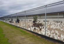 Gut health in layers