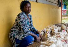 Outlook of Nigeria’s poultry feed market