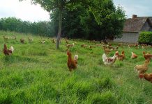Essential oils – Opportunities to improve food safety in organic poultry production and processing.