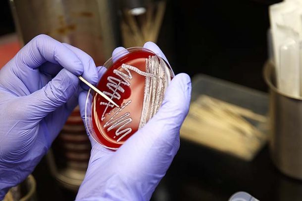 Investigating diseases affecting poultry production