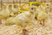 Raising turkeys without antibiotics