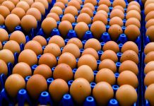 Patterns and dynamics of the egg industry in India
