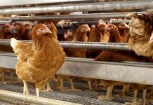 Castello: the new type of egg laying system from Valli