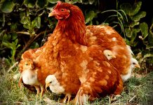 Rethink the golden rules of incubation