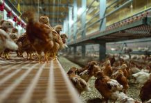 Holistic view of intestinal health in poultry