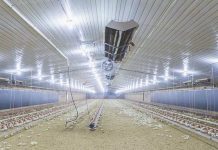 Heat stress causes inhibition of Eimeria replication in broilers