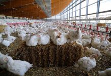 The dynamics of global poultry meat trade between 2006 and 2016 at Country Development Group level