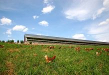 Animal breeding reduces environmental impacts