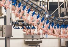 Poultry is king of proteins in IPC outlook