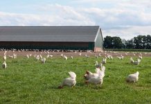 Management of external and internal parasites of outdoor poultry flocks