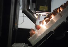 Breakthrough: stopping chick culling together!