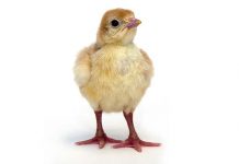 Effective health strategies in the poultry industry