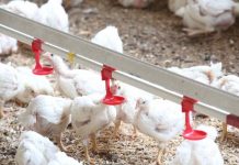 Low protein diets down regulate hepatic enzymes