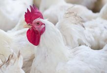 The dynamics of global poultry meat trade between 2006 and 2016 at continent and country level