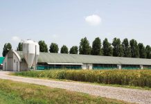 Algae products in organic poultry diets