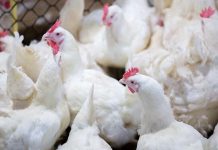 AB Vista to preview new carbon reduction study at ESPN