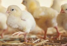 Gene-edited chicken cells resist Avian Influenza virus in the lab