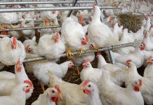 Assessment of the use of perches to improve leg health in meat chickens