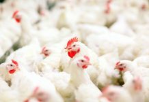 Brazil and USA: competition on the global chicken meat market