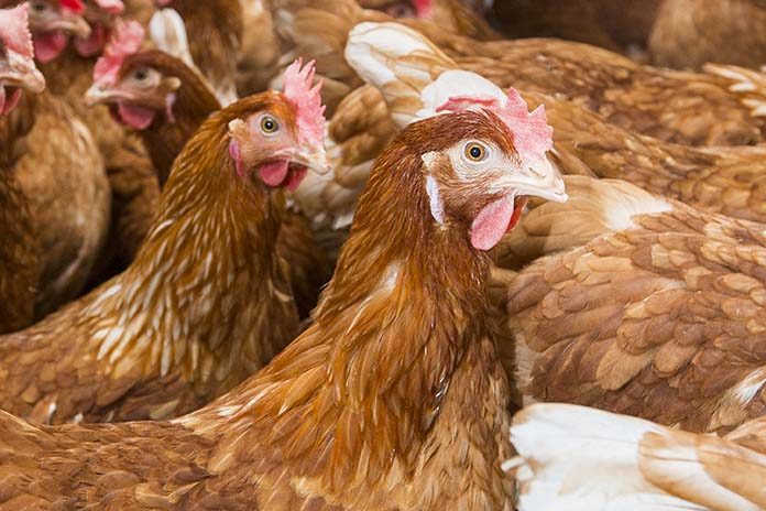 Egg Producers