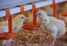 Holistic view of intestinal health in poultry