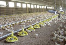 New opportunities for Roxell in South America and Asia