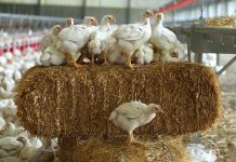 Effects of low protein and balanced amino acid levels on birds under subclinic NE