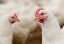 Trade tensions continue