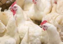 IFIF: Better nutrition for improved animal health