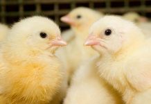 Dietary starch influences performance of broiler chickens offered low-protein diets