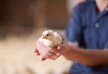 Cobb announces new South American leadership and Global Chief Financial Officer