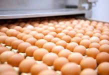 IEC’s conference highlighted the latest trends of the egg industry