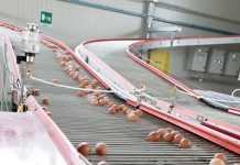 Flexy, new market strategies for excellent products