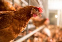 Using sensor technology against feather pecking in laying hens