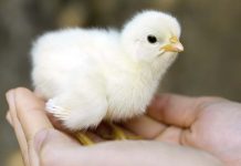 HatchTech celebrates opening of production facility in Ukraine