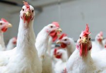 Development of Multilocus sequence typing (MLST) for Mycoplasma gallisepticum