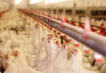 Changing role of poultry nutritionist in a changing industry
