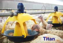 New Titan™ feeder pan: first round at turkey farm a success