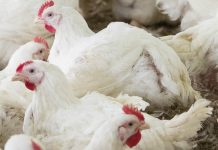 Wooden Breast Disease