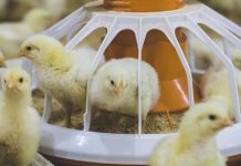 In Vitro evaluation of xylo-oligosaccharide production from different batches of wheat with and without xylanase