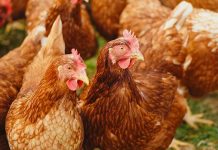 Sentinel Birds: An old strategy that can enhance current diagnostic tools