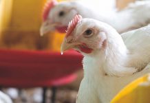 Reducing undigested protein available at the intestinal wall on broilers