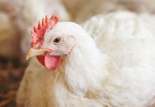 Egg incubation influences leg health in broilers