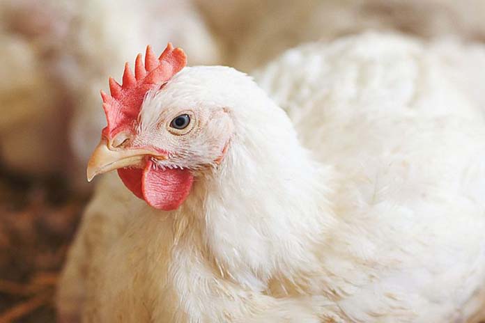 Egg incubation influences leg health in broilers