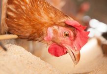 How much cold pressed canola meal can we use in layer diets?