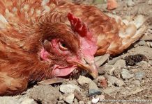 New, non-invasive test for bowel diseases (IBD)