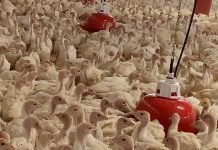 New TRIO line by Arion Fasoli