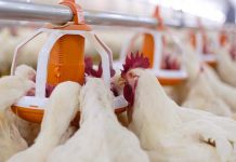 Some basic suggestions to improve breeder management