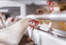 Reducing the environmental impact of egg production via breeding and alternative diet